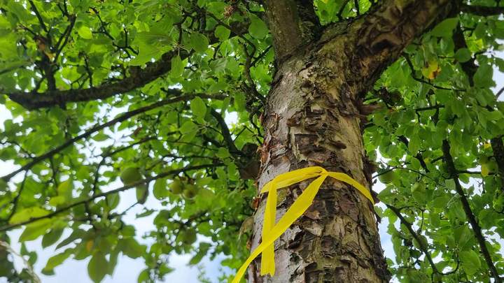 Baum mit gelben Band