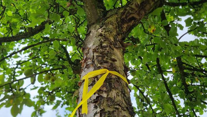 Baum mit gelben Band