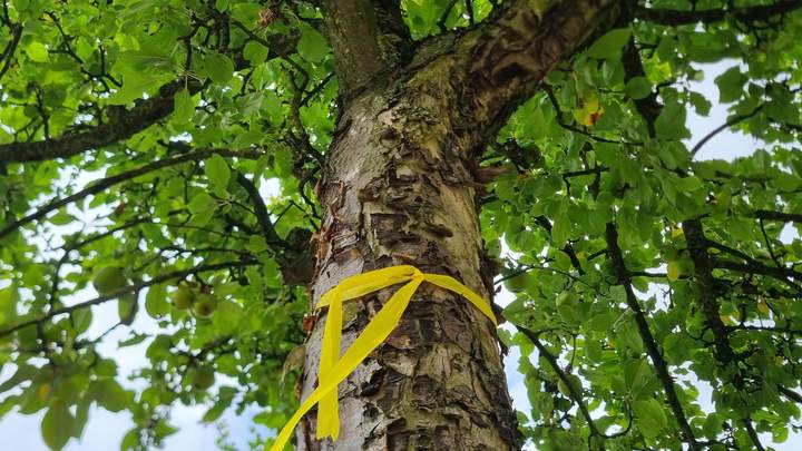 Baum mit gelben Band