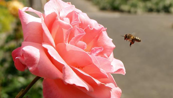 Rose mit Biene Rose im Rosengarten