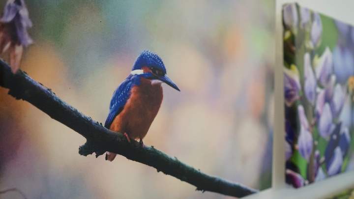 Eisvogel auf einem Ast